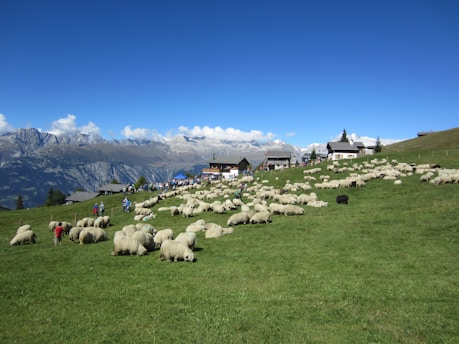 a group of sheep grazing on a hill