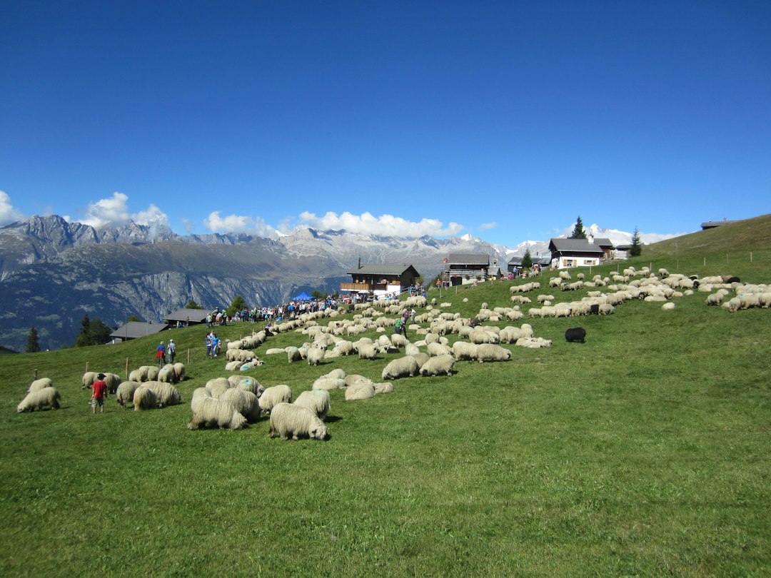 Rosswald