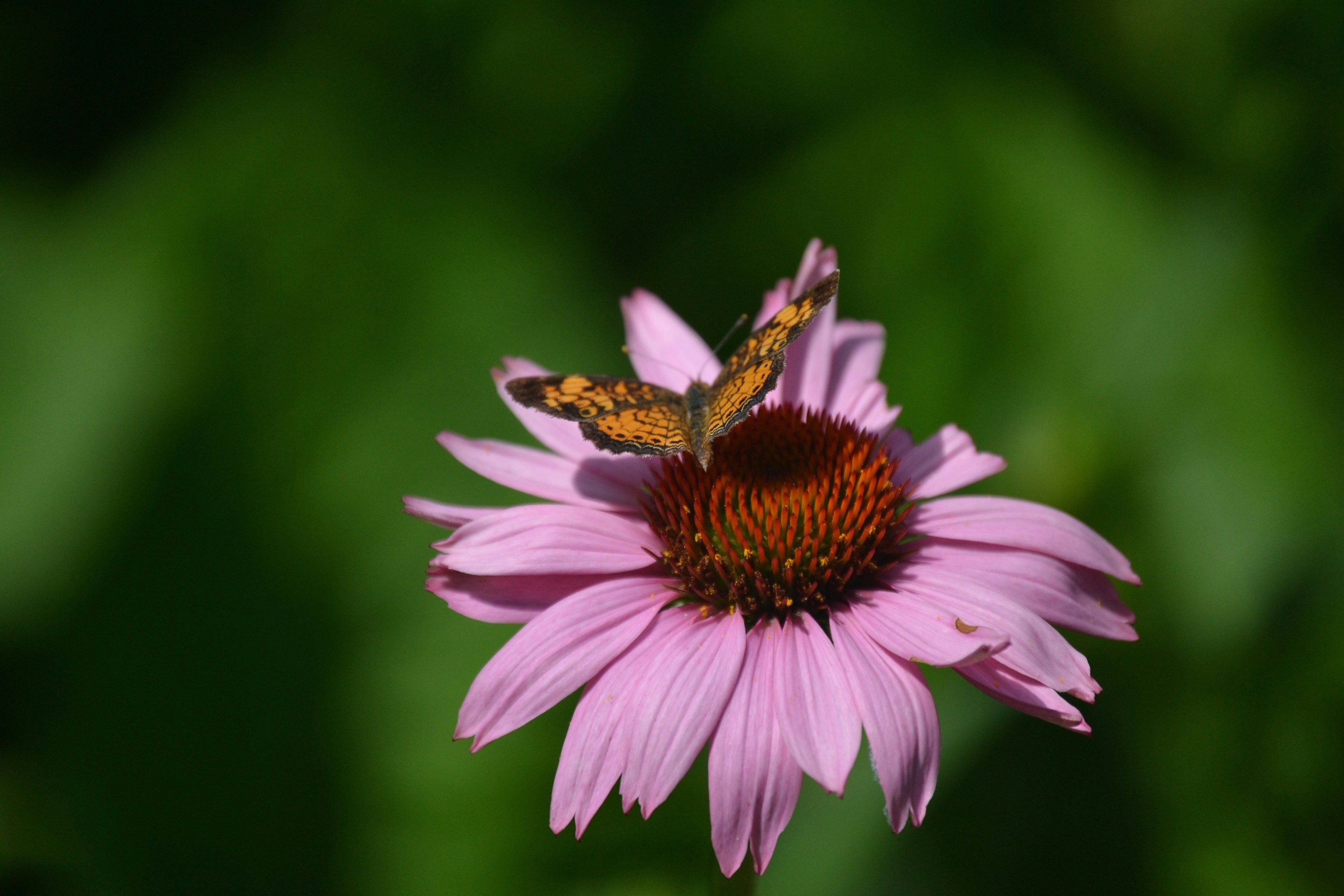 Photo by naimage_taker