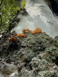a group of mushrooms growing on a rock