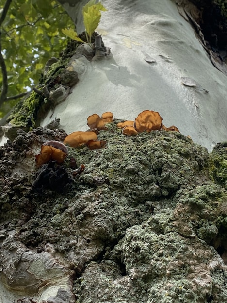 a group of mushrooms growing on a rock