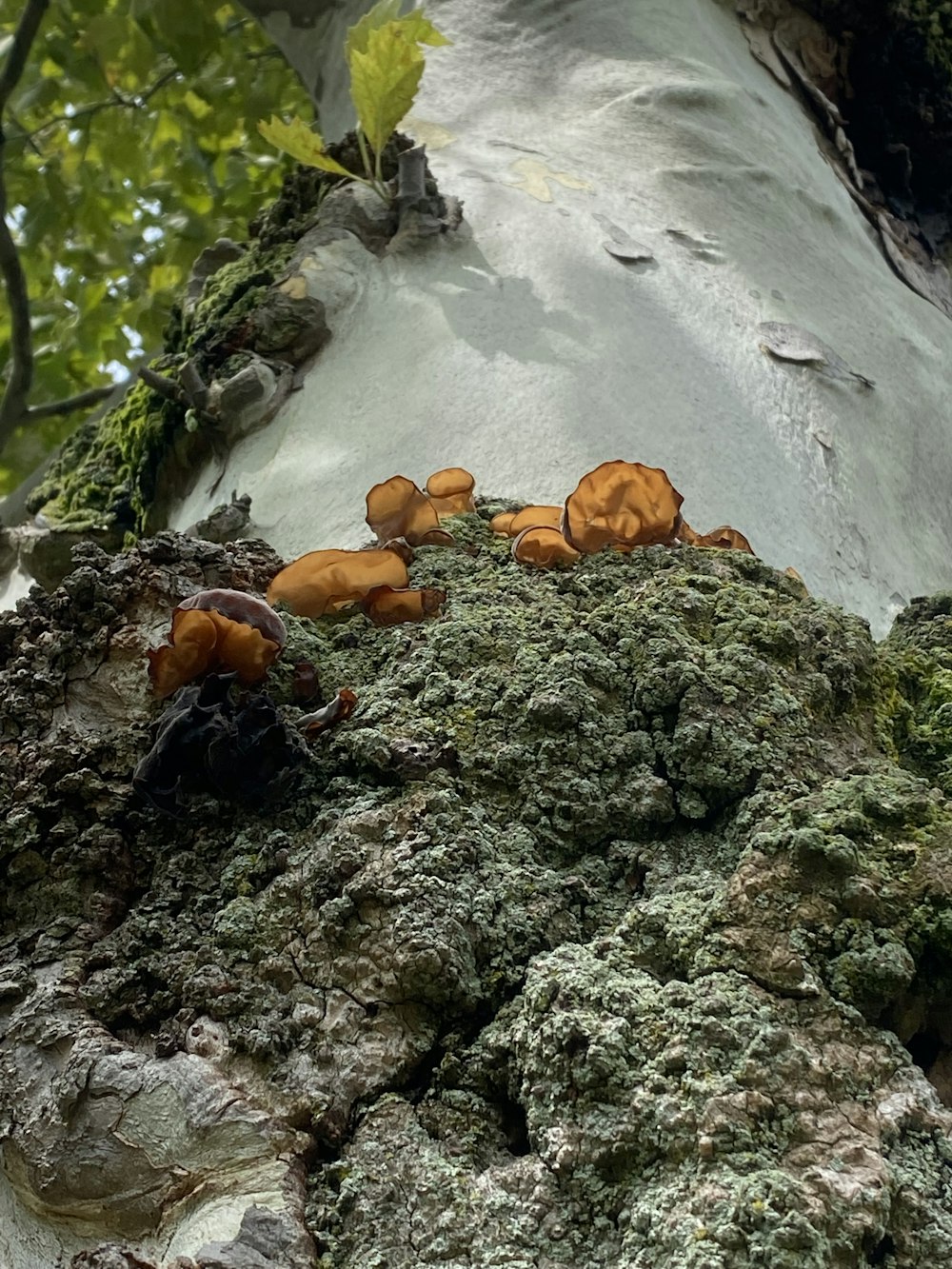 a group of mushrooms growing on a rock