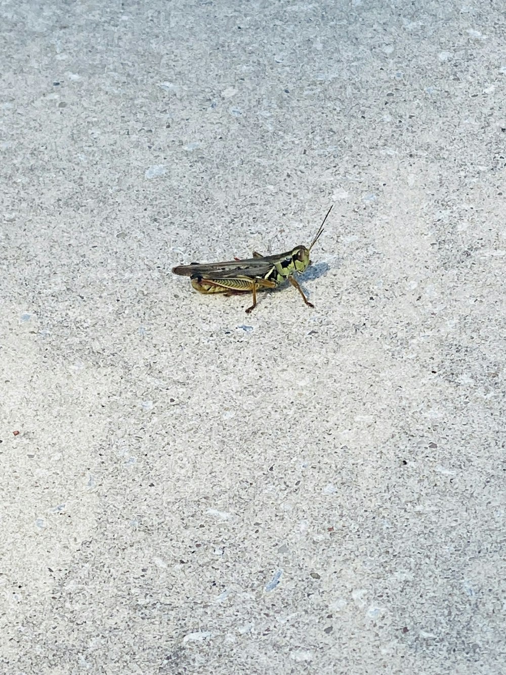 a bug on a concrete surface