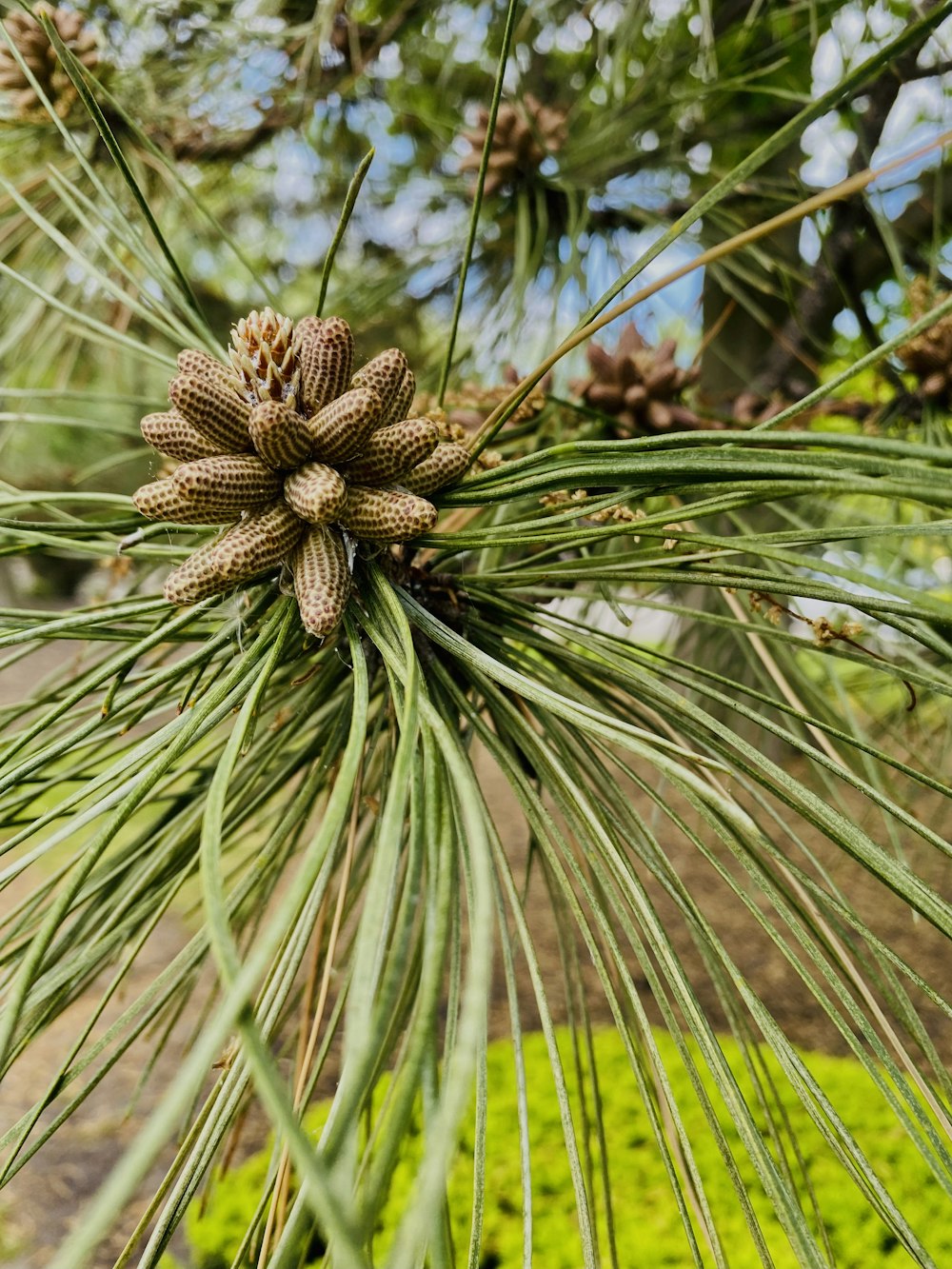 un cono de pino en un árbol