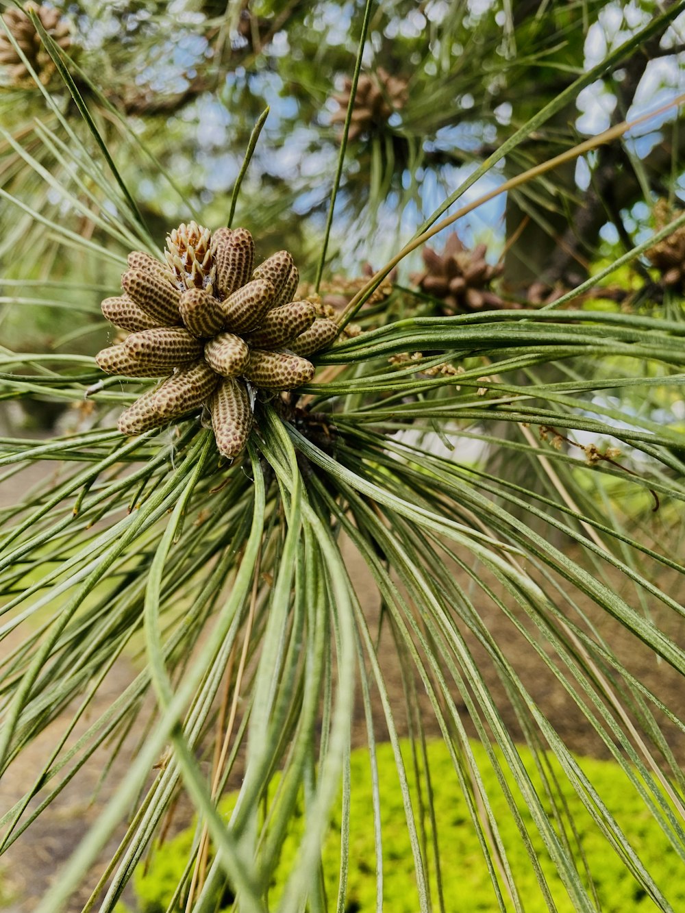 une pomme de pin sur un arbre