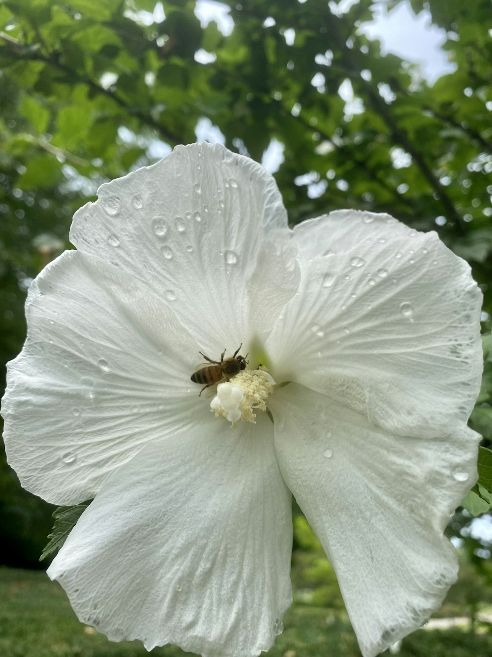 un'ape su un fiore bianco