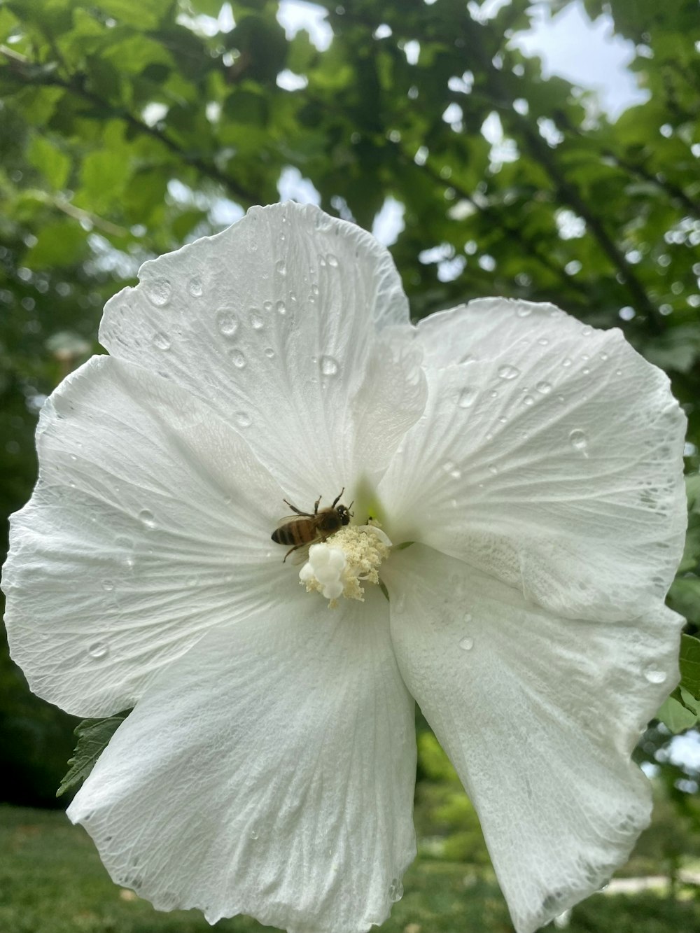 Eine Biene auf einer weißen Blume