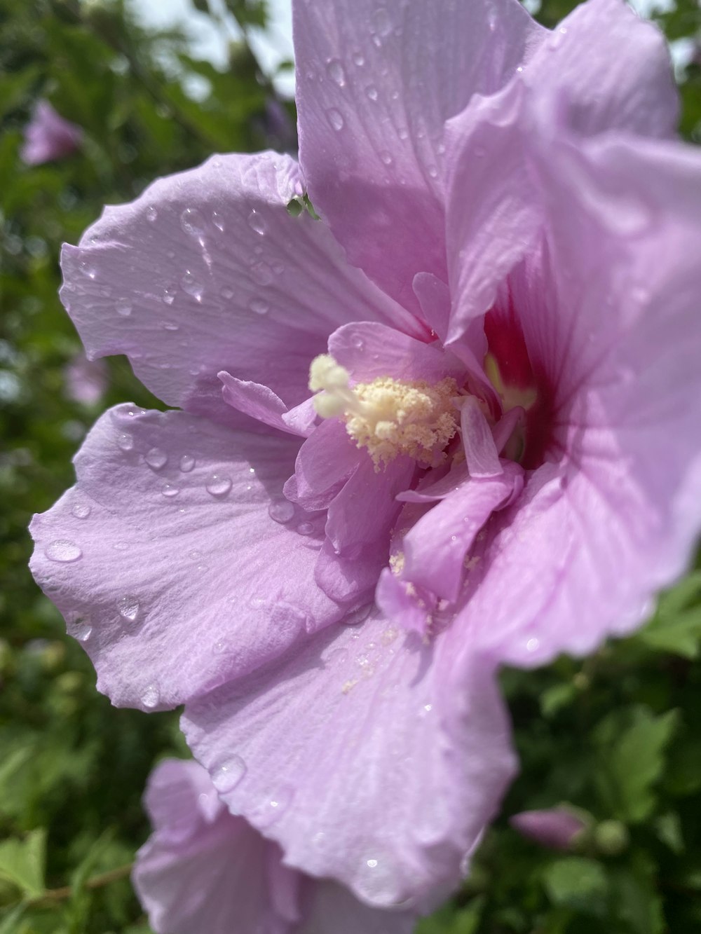 a close up of a purple flower