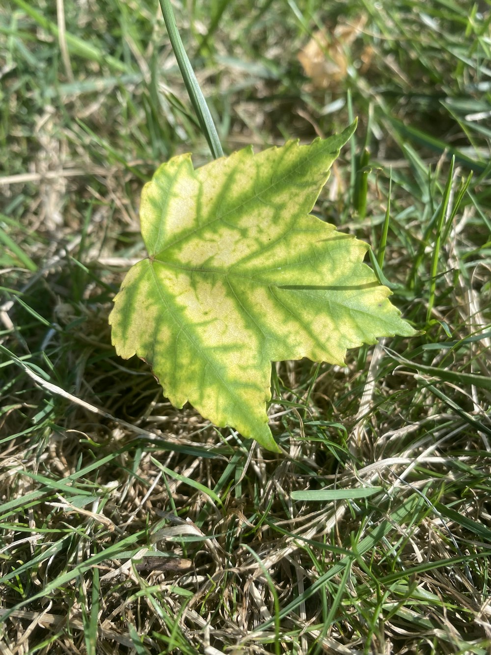a green leaf on grass