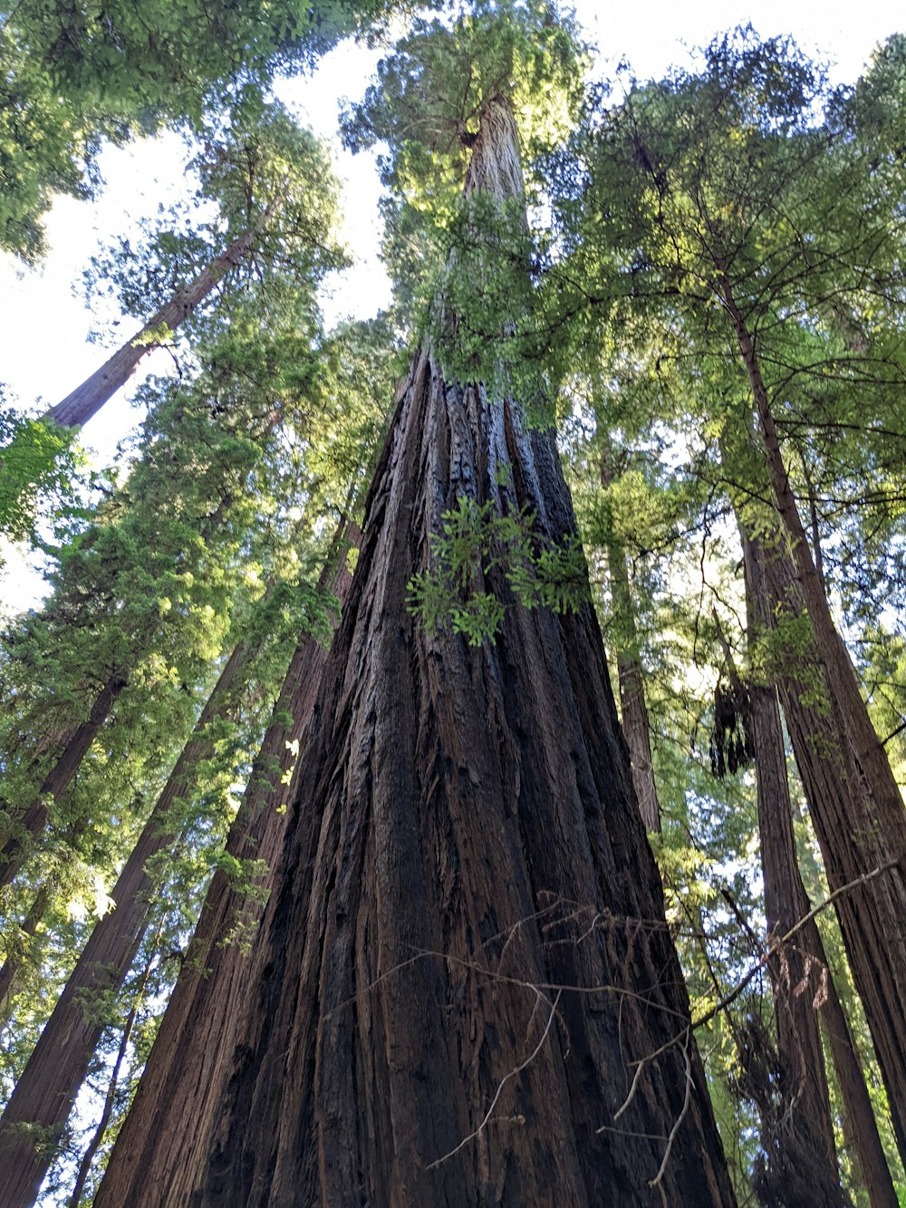 a tall tree with many branches