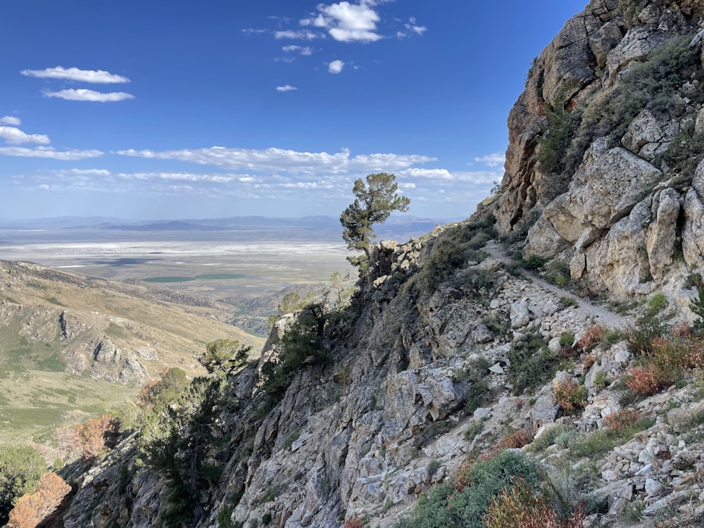 a rocky hillside with a tree