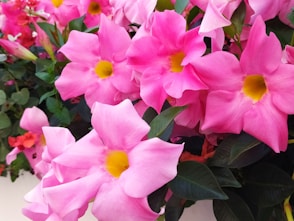 a group of pink flowers