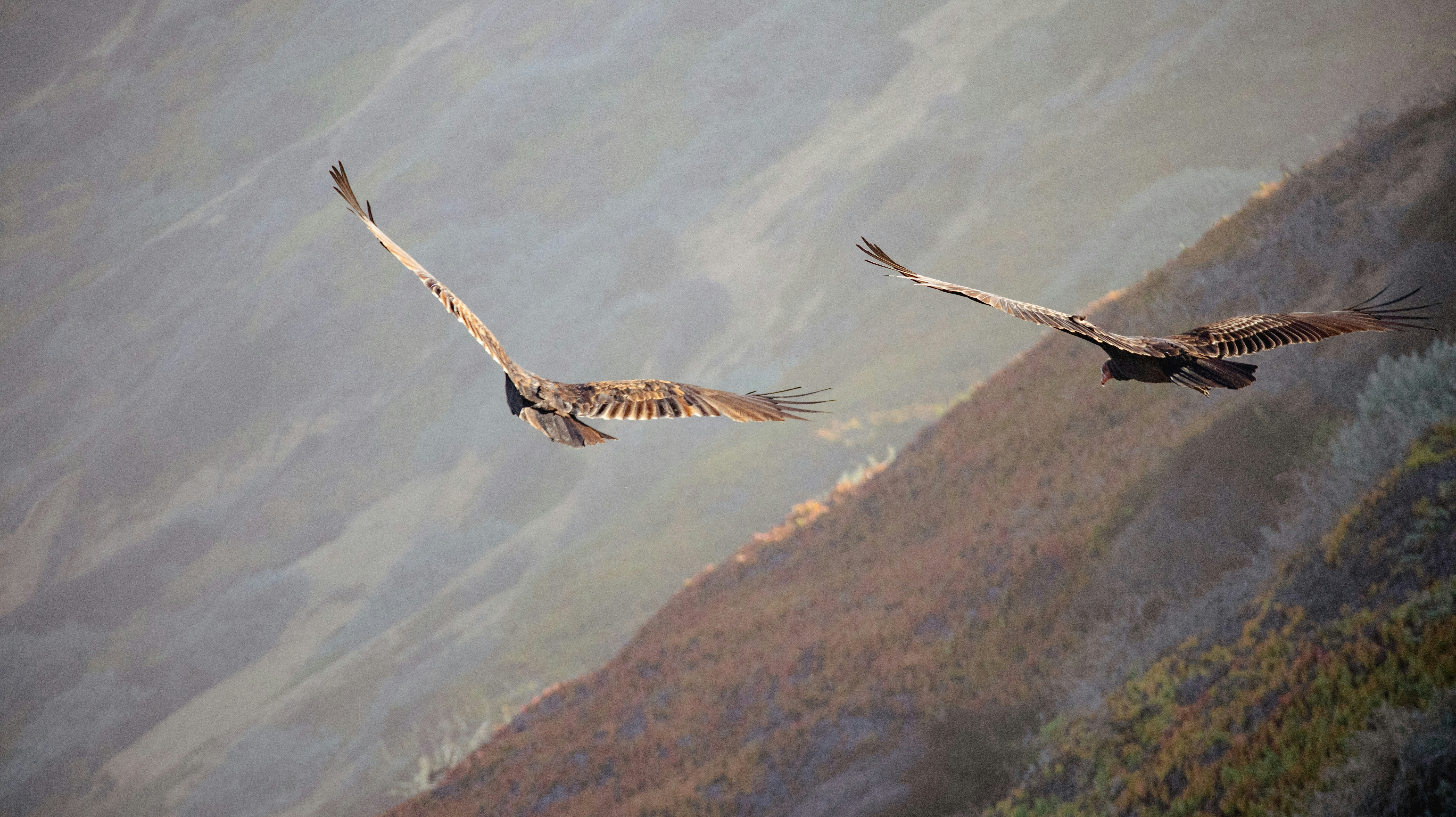 a couple of birds flying over a mountain