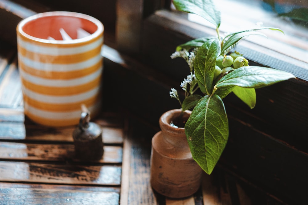 a plant in a pot