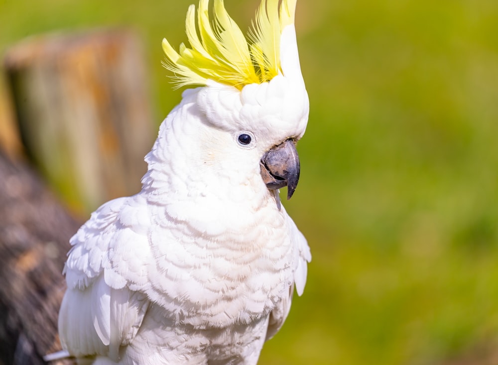 a white parrot with a yellow flower on its head