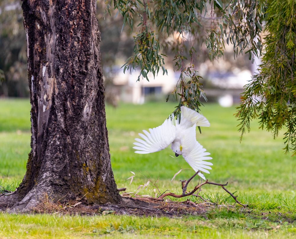 a white bird flying by a tree
