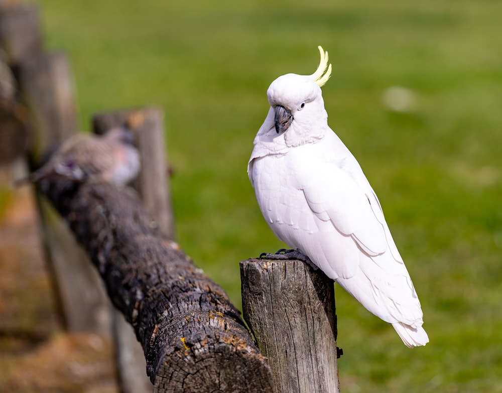 a white bird on a tree stump
