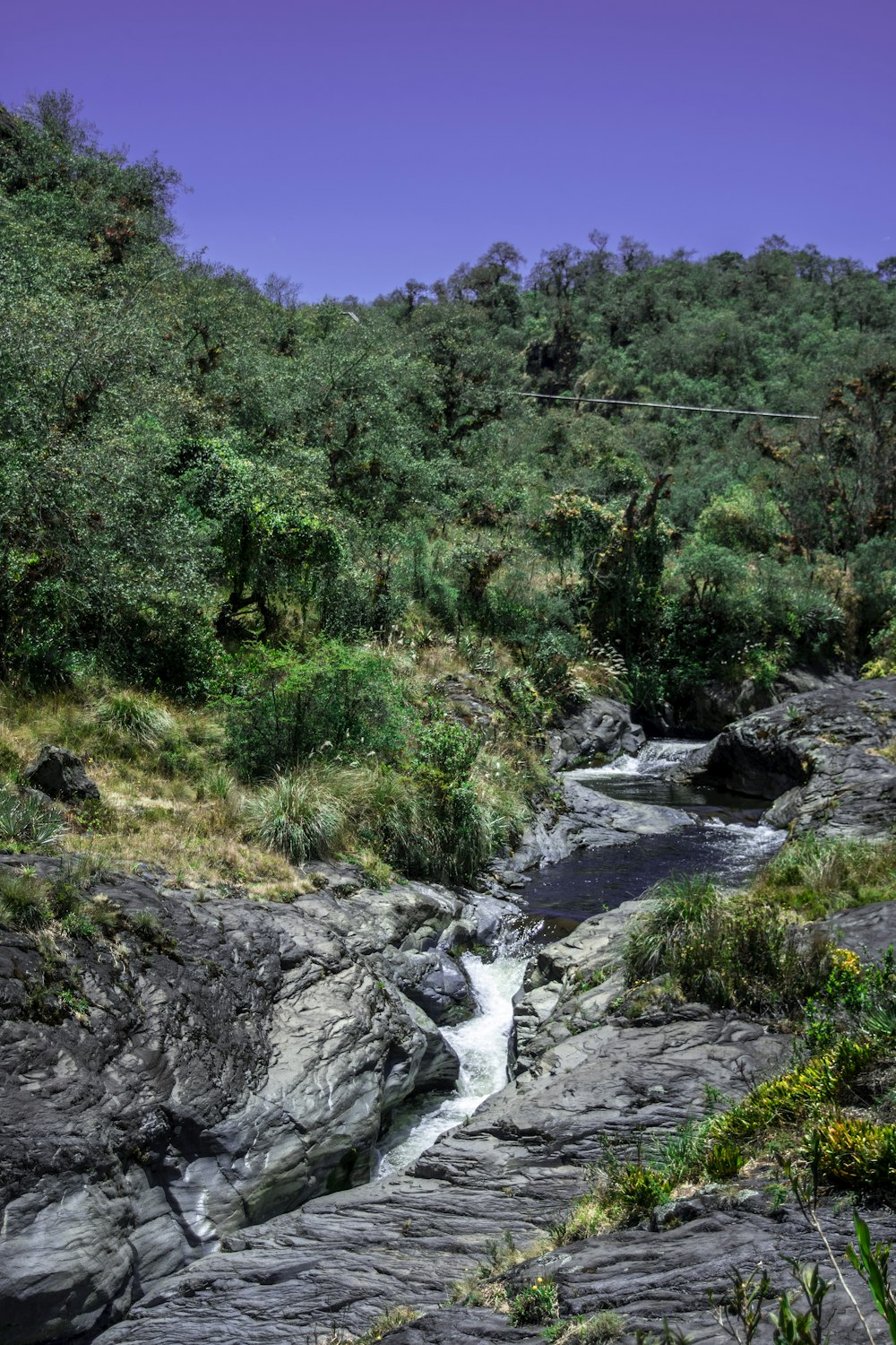 a river running through a forest