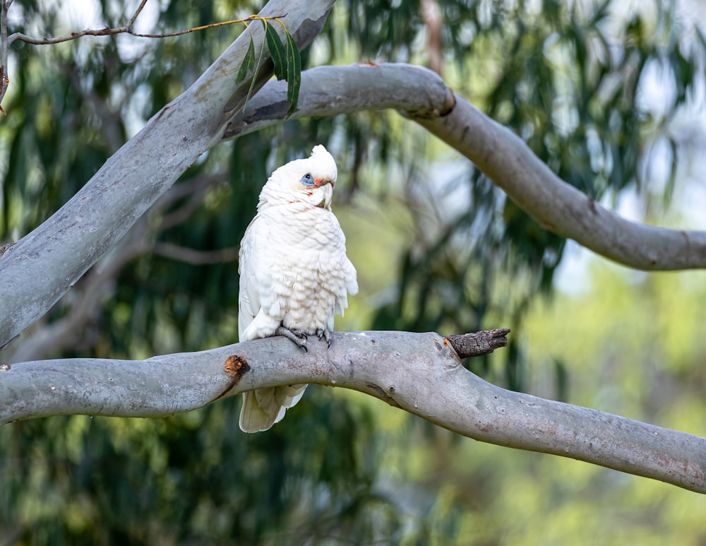 a bird sitting on a branch