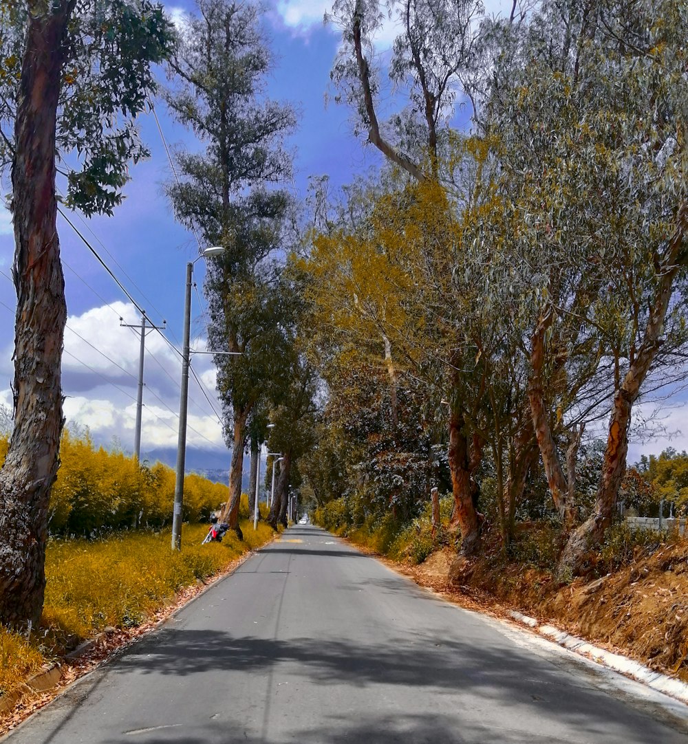 a road with trees on the side