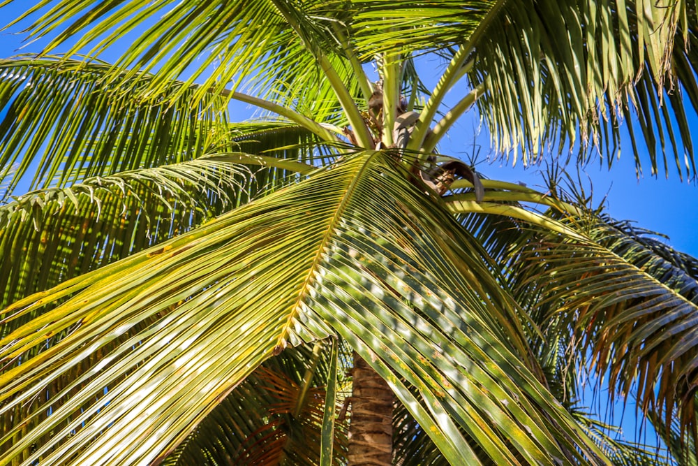 a person climbing a palm tree