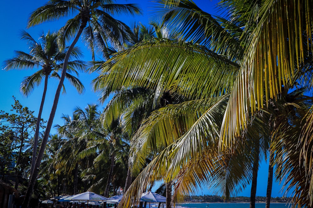 palm trees and umbrellas