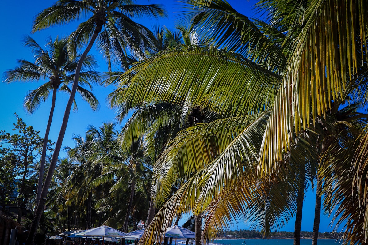 Dominican Republic June — a resort beach in the east coast dry corridor with turquoise Caribbean water