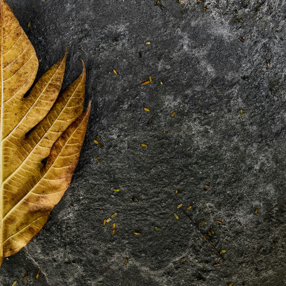 a leaf on the ground