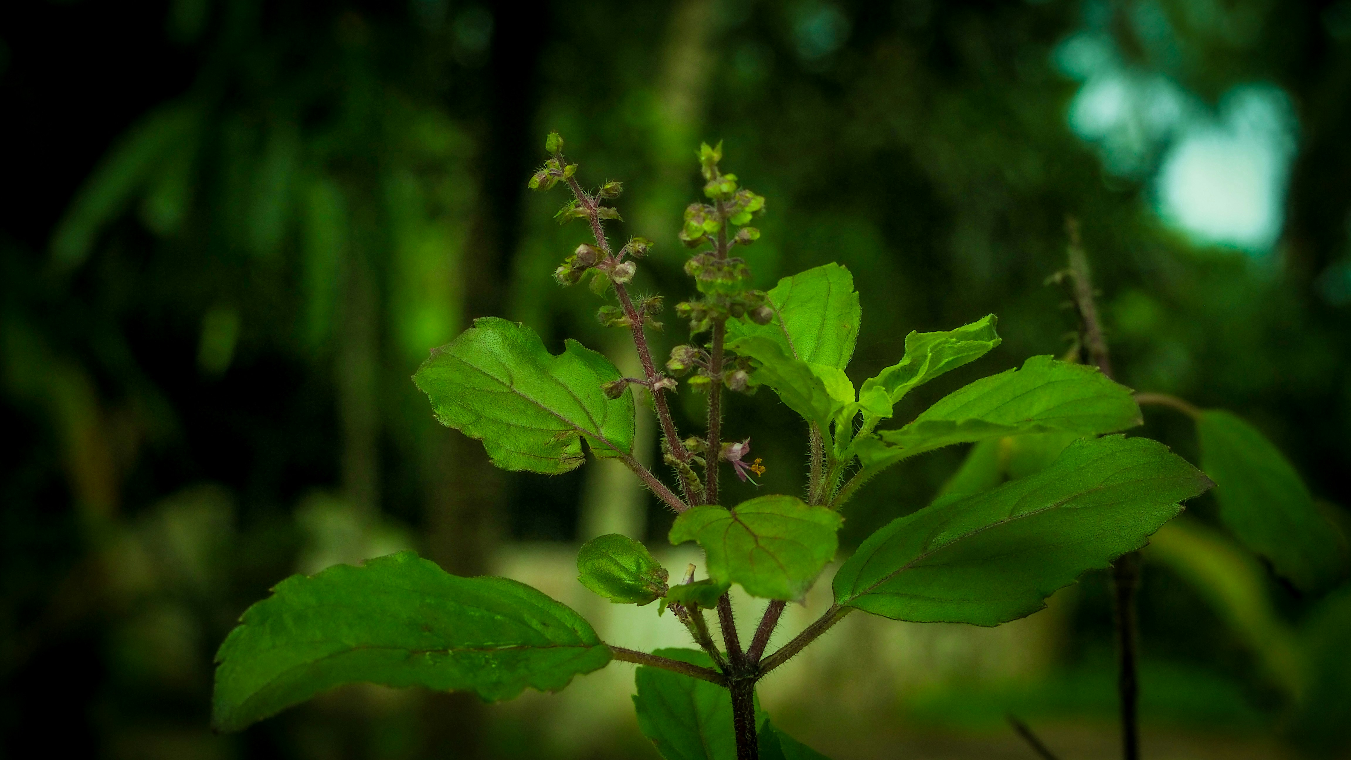 Photo by rahul_pillai