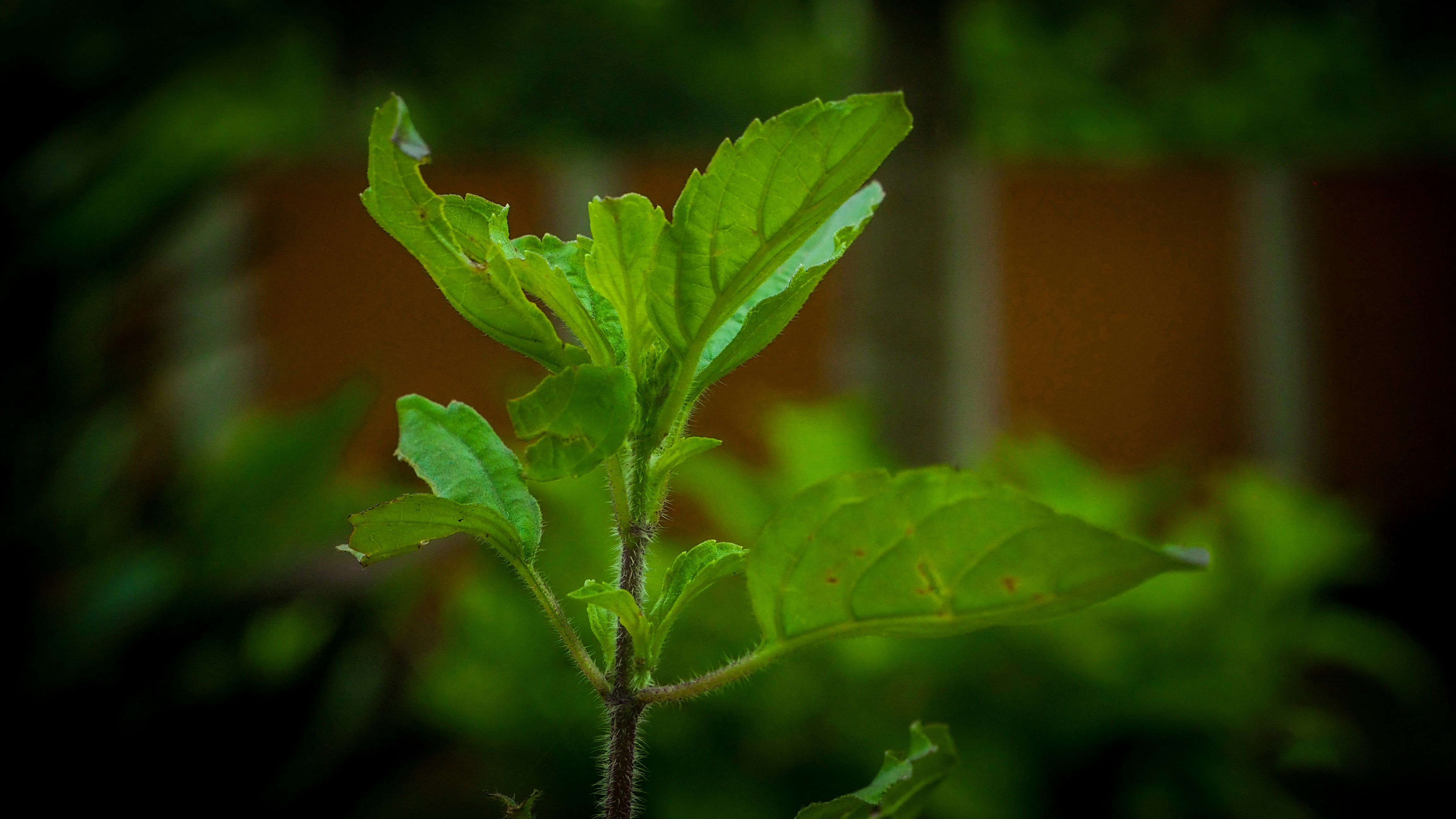 Photo by rahul_pillai