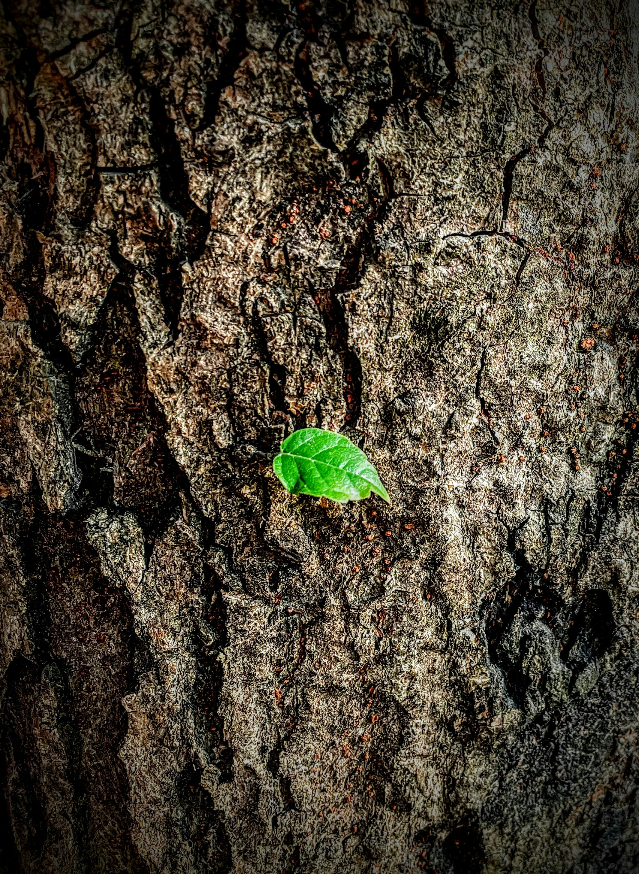 Leafs FTB: We got one!