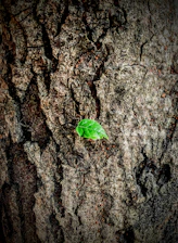 a green and white bug on a tree