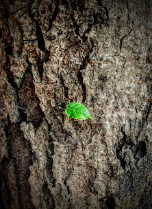 a green and white bug on a tree