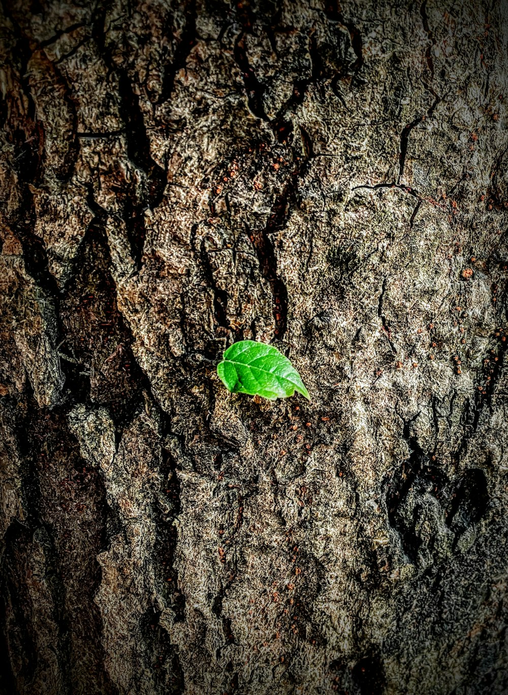 a green and white bug on a tree