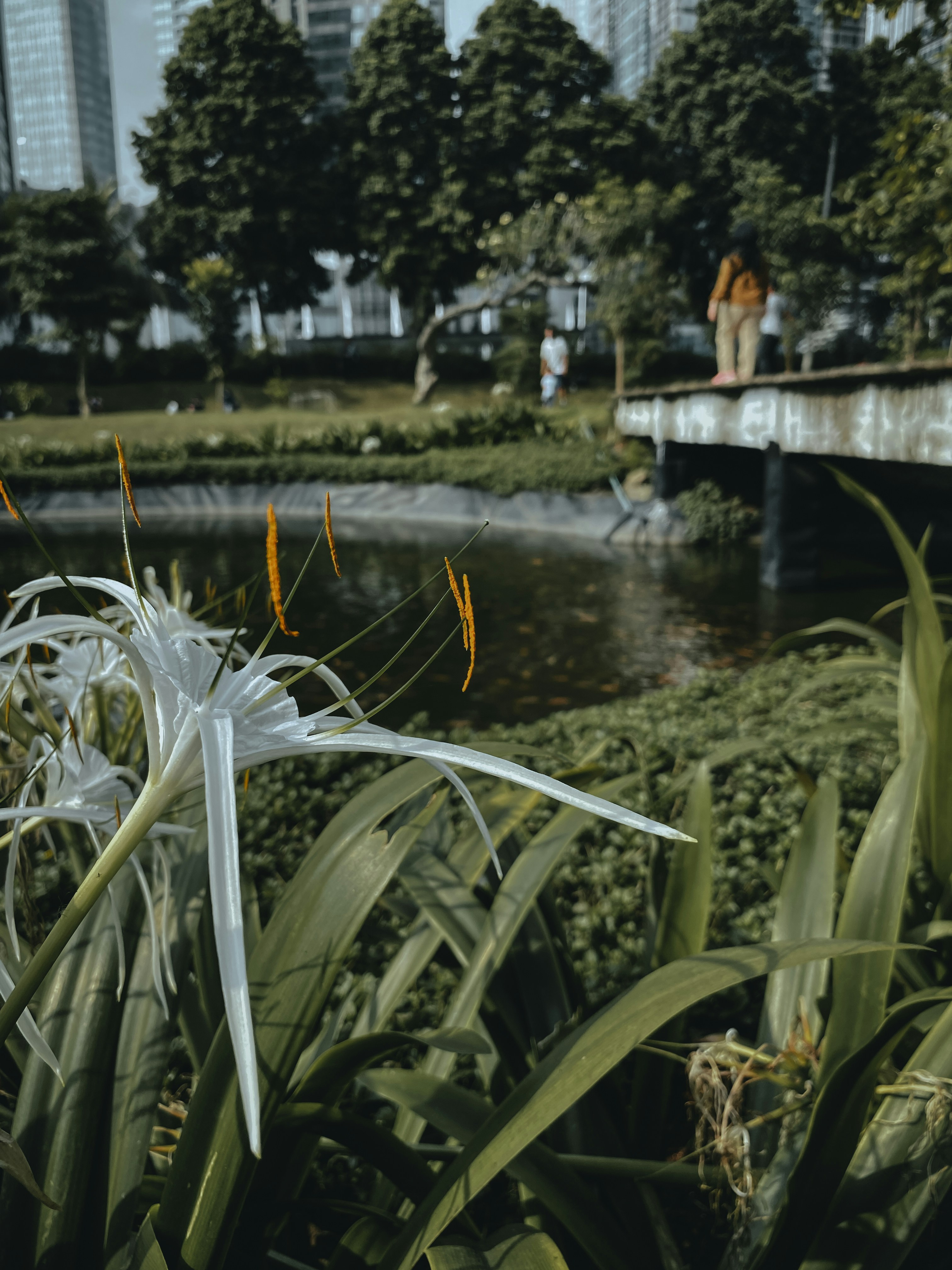 kolam dengan jembatan dan orang-orang berjalan di samping