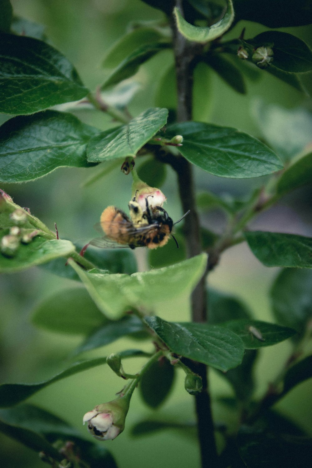 a bee on a plant