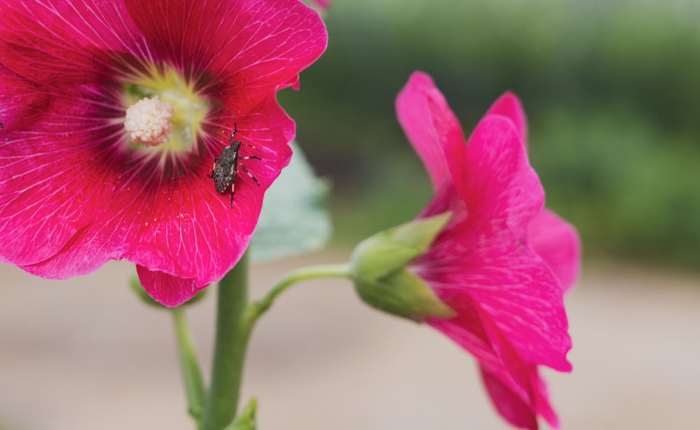 Eine Biene auf einer rosa Blume