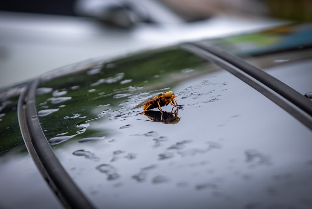 a bug on a piece of paper