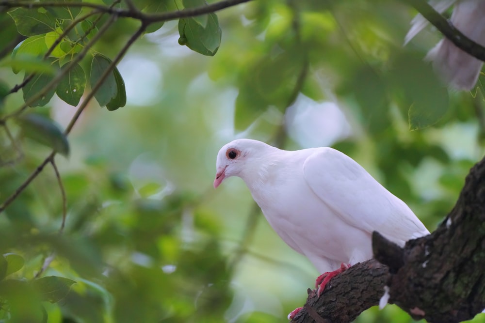 a white bird on a tree branch