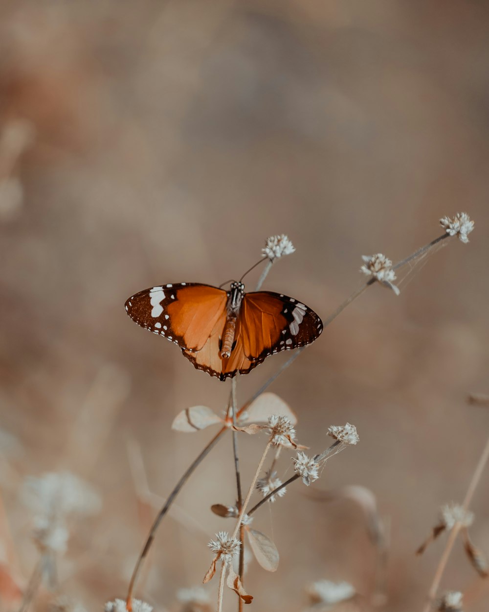 a butterfly on a flower