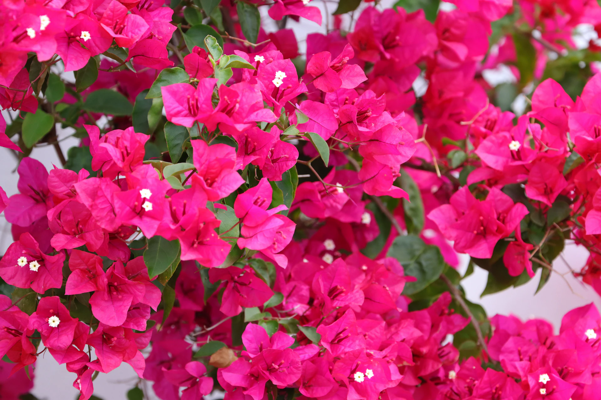 a close up of pink flowers