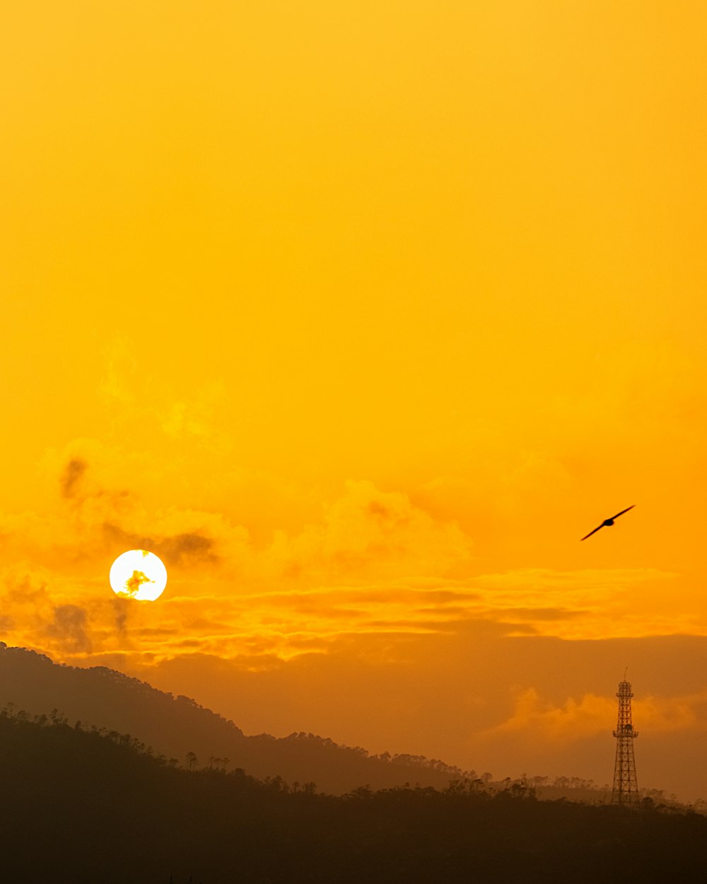 a bird flying in front of a sunset