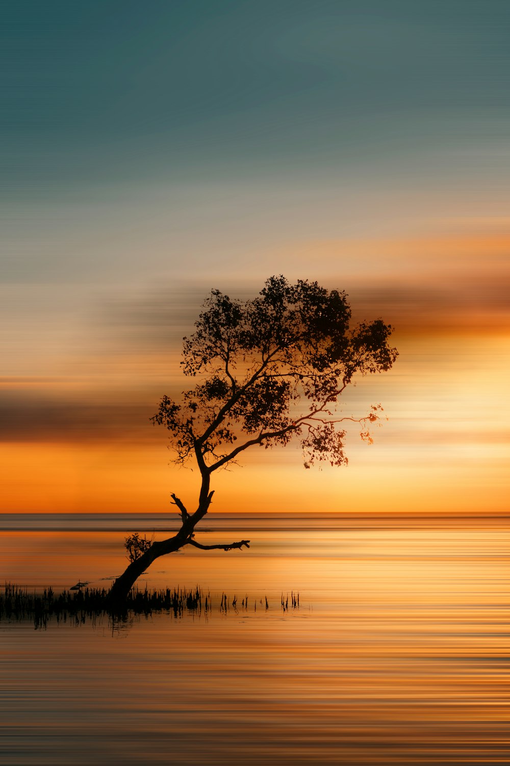 a tree in a body of water