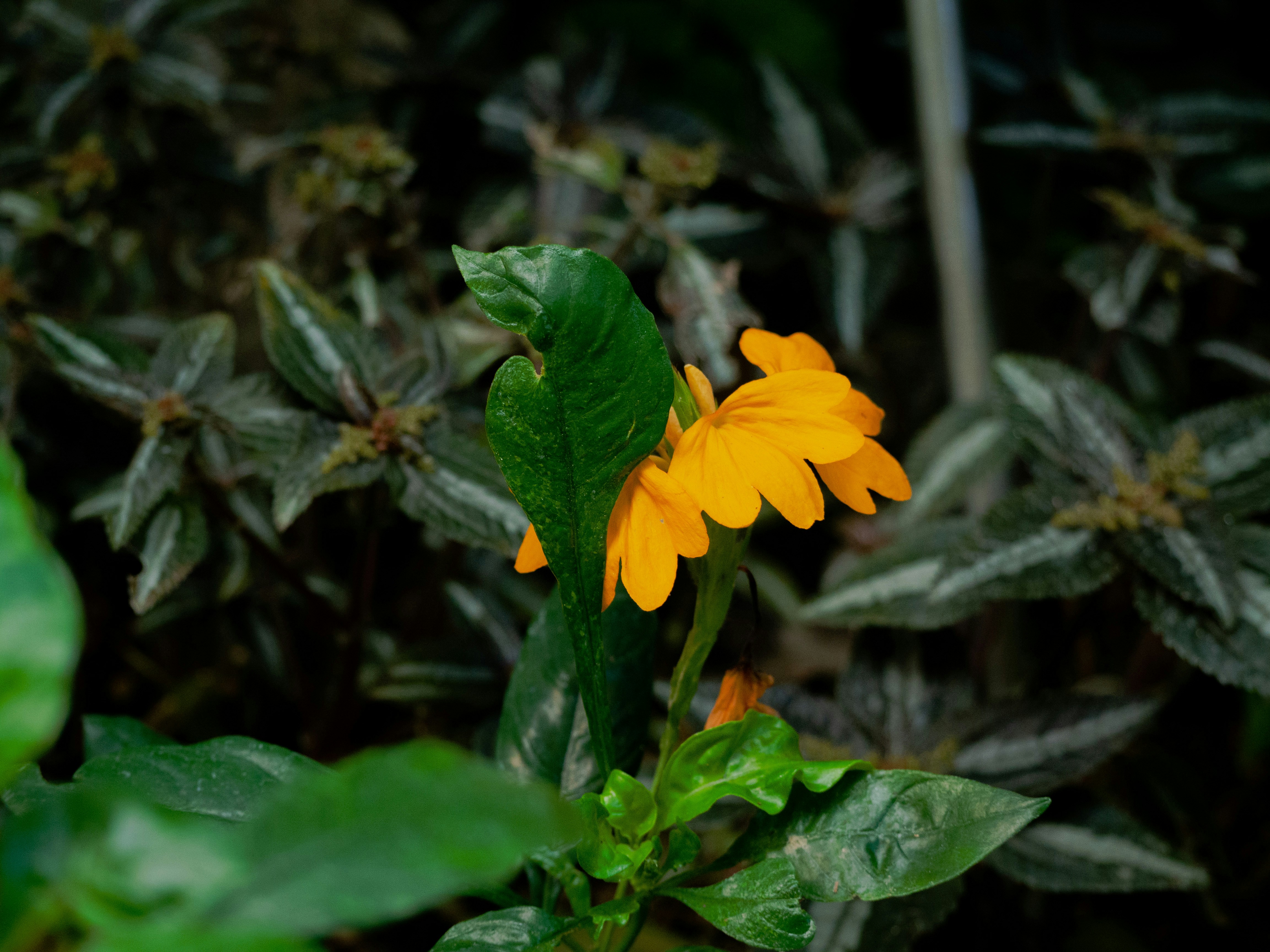 Photo by romgabu