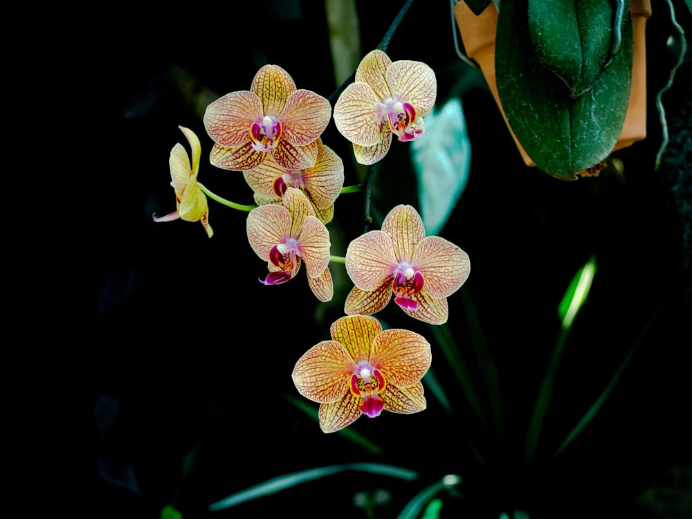 a group of flowers