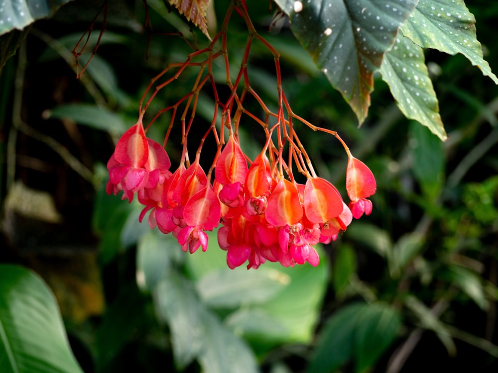 a close up of a flower