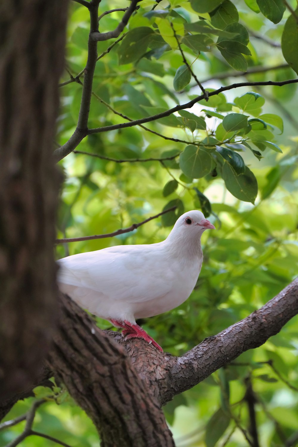 a white bird on a tree branch