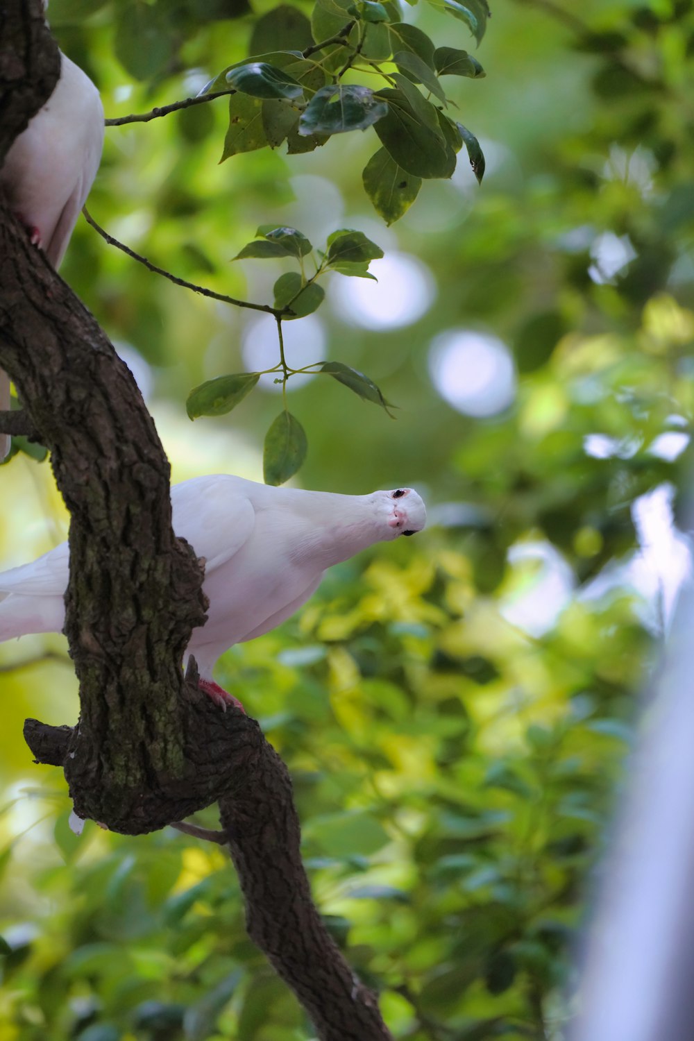 a lizard on a tree branch