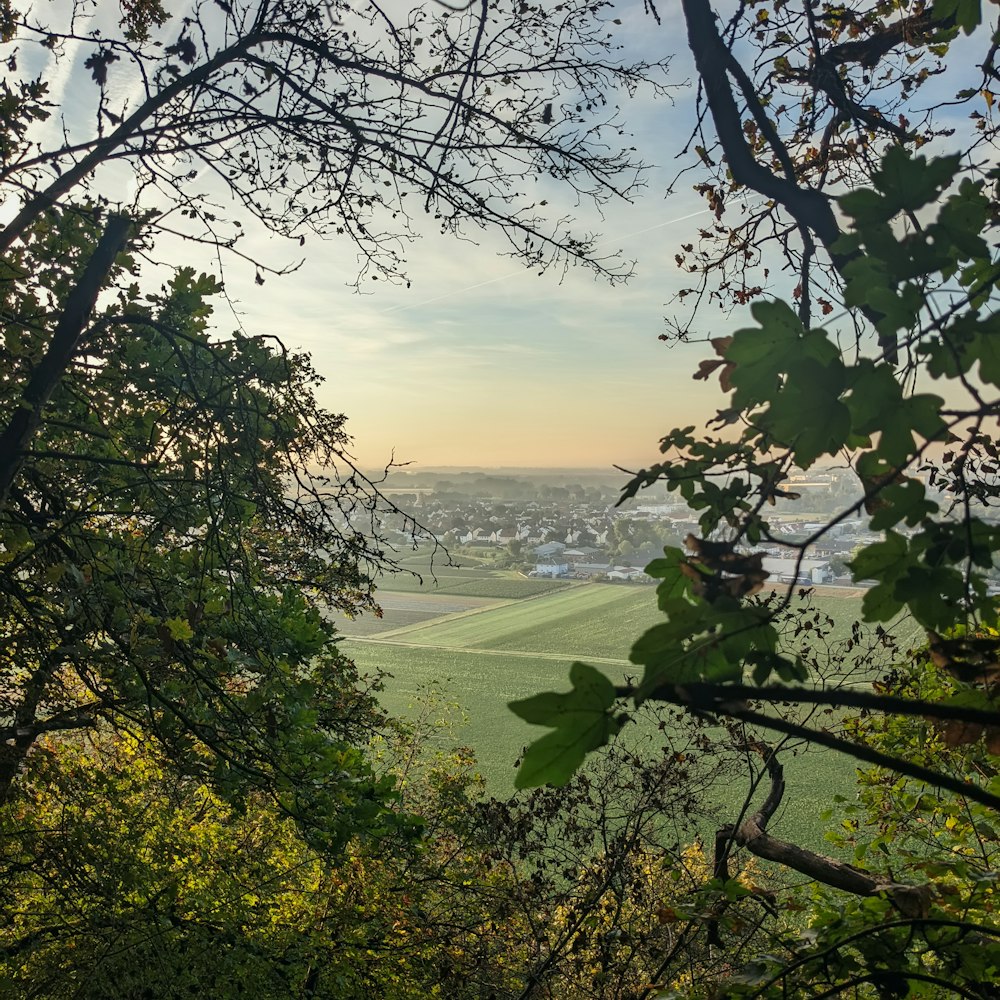 a view of a city from a tree