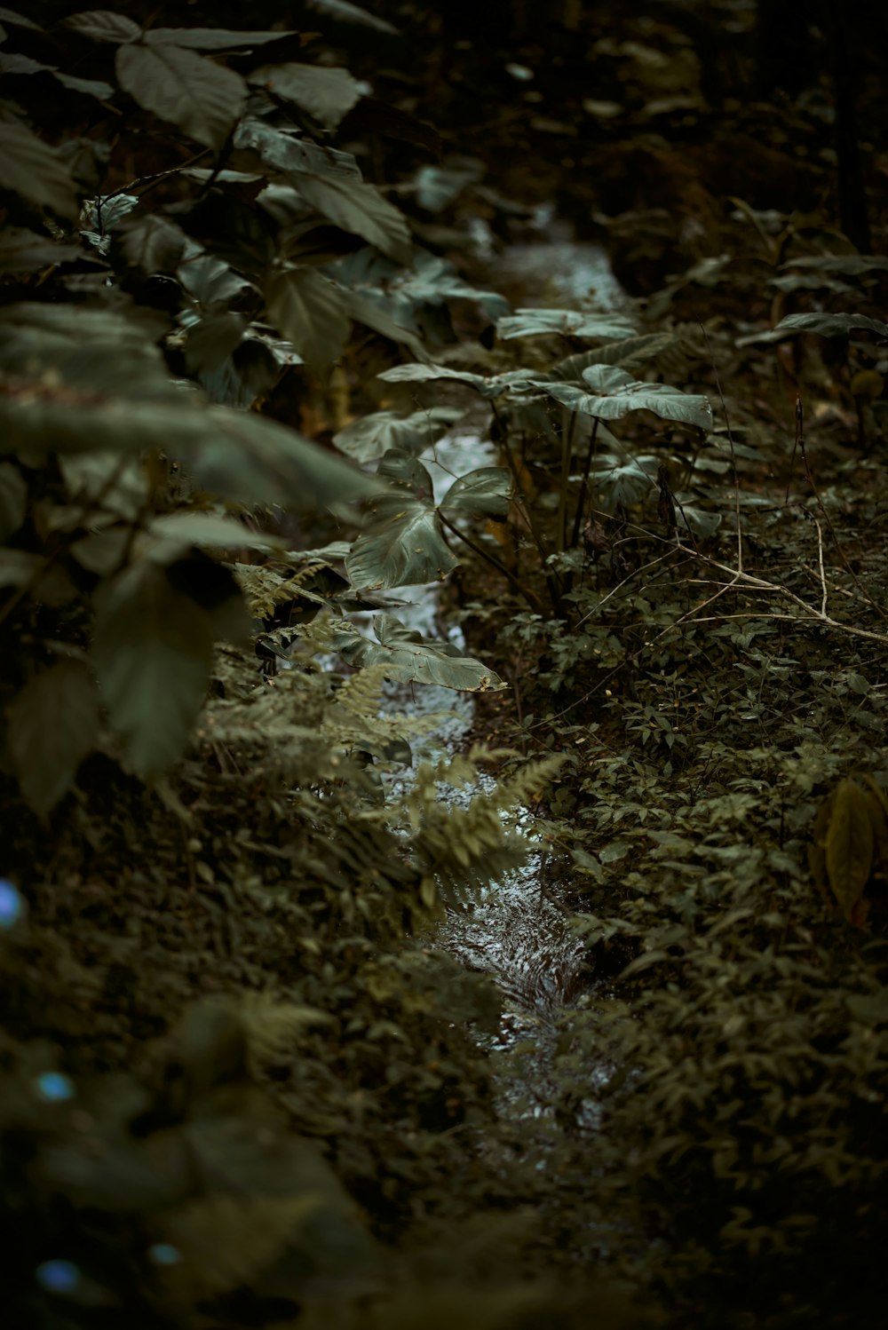 a stream of water surrounded by leaves